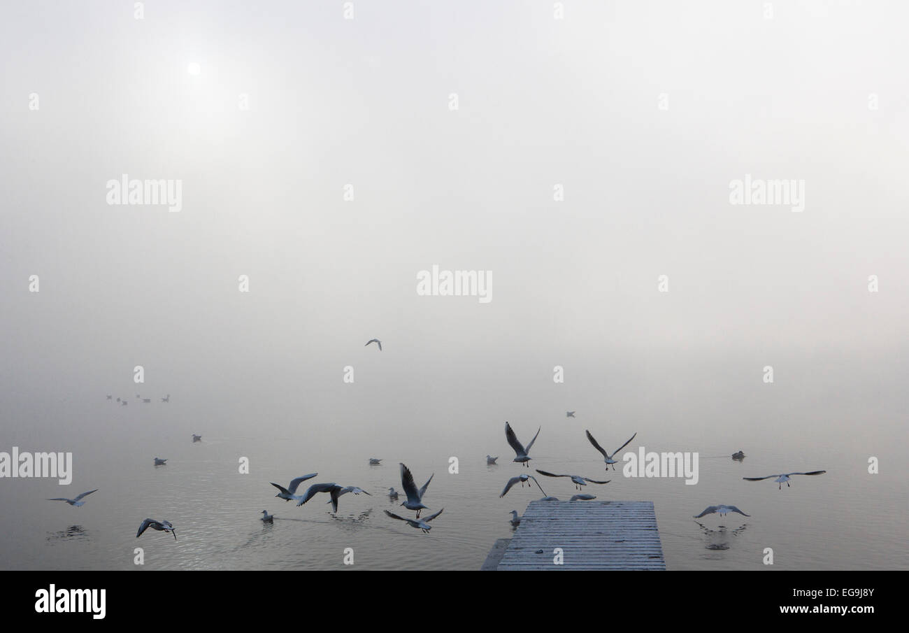 Les goélands à la jetée en bois dans la brume matinale, le lac de Mondsee, Salzkammergut, Haute Autriche, Autriche Banque D'Images
