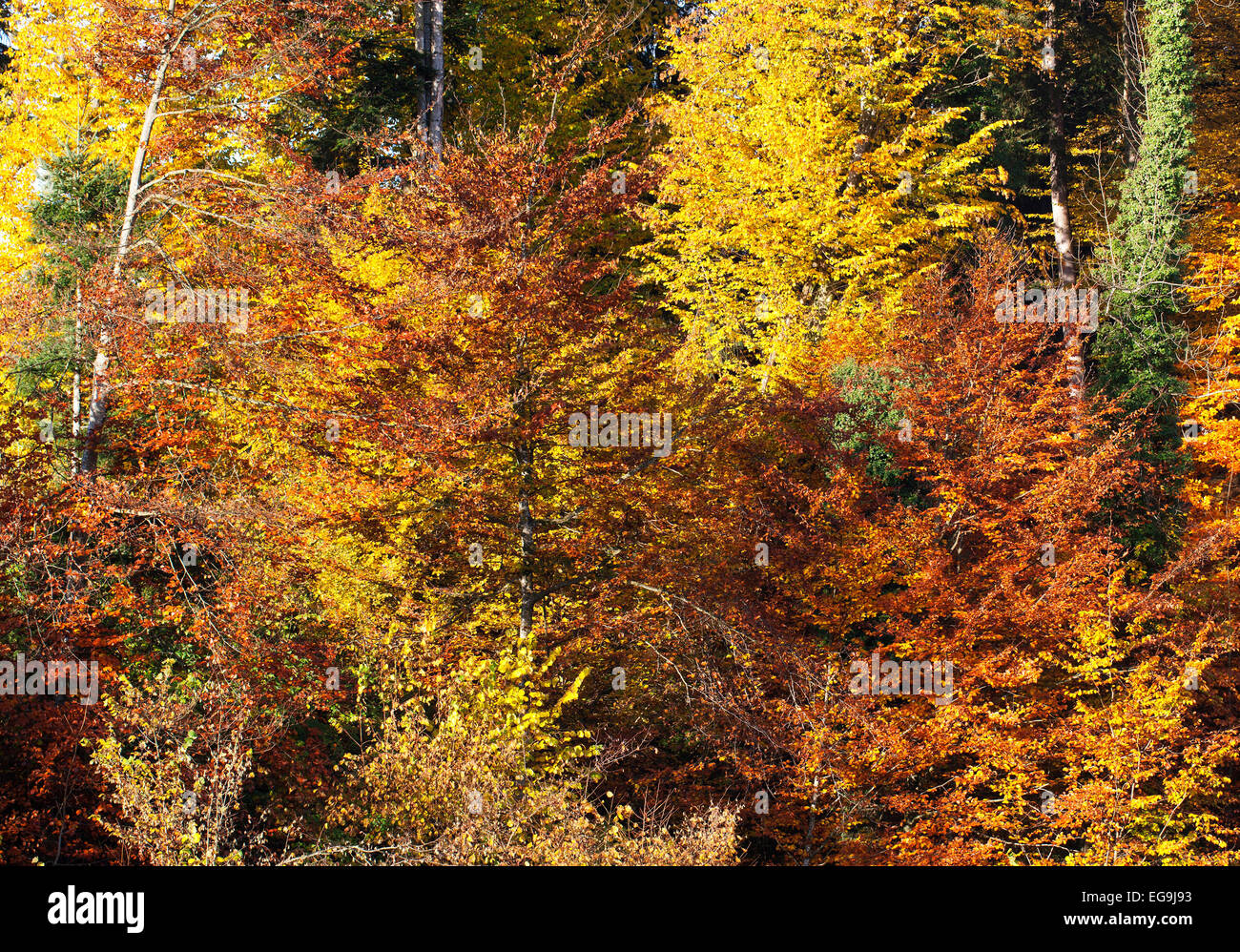 Forêt de feuillus avec feuillage d'automne, Mondseeland région, Salzkammergut, Haute Autriche, Autriche Banque D'Images