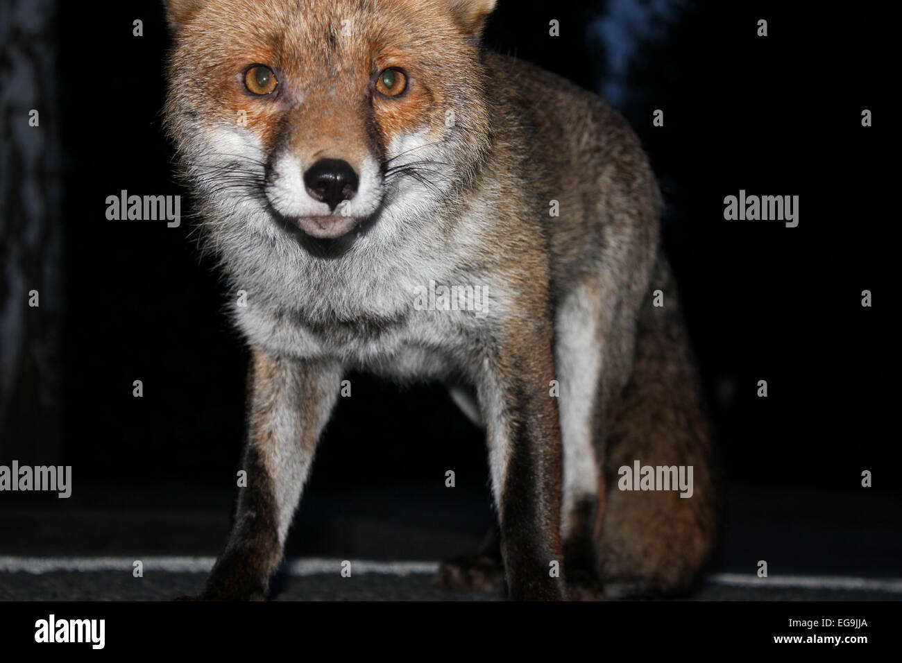 Red Fox, Urbain Londres UK Banque D'Images