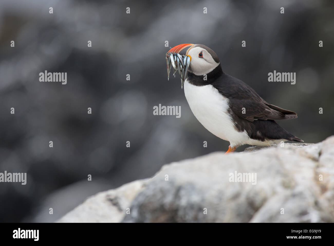 Macareux moine. Iles Farne, Northumberland Royaume-uni Banque D'Images
