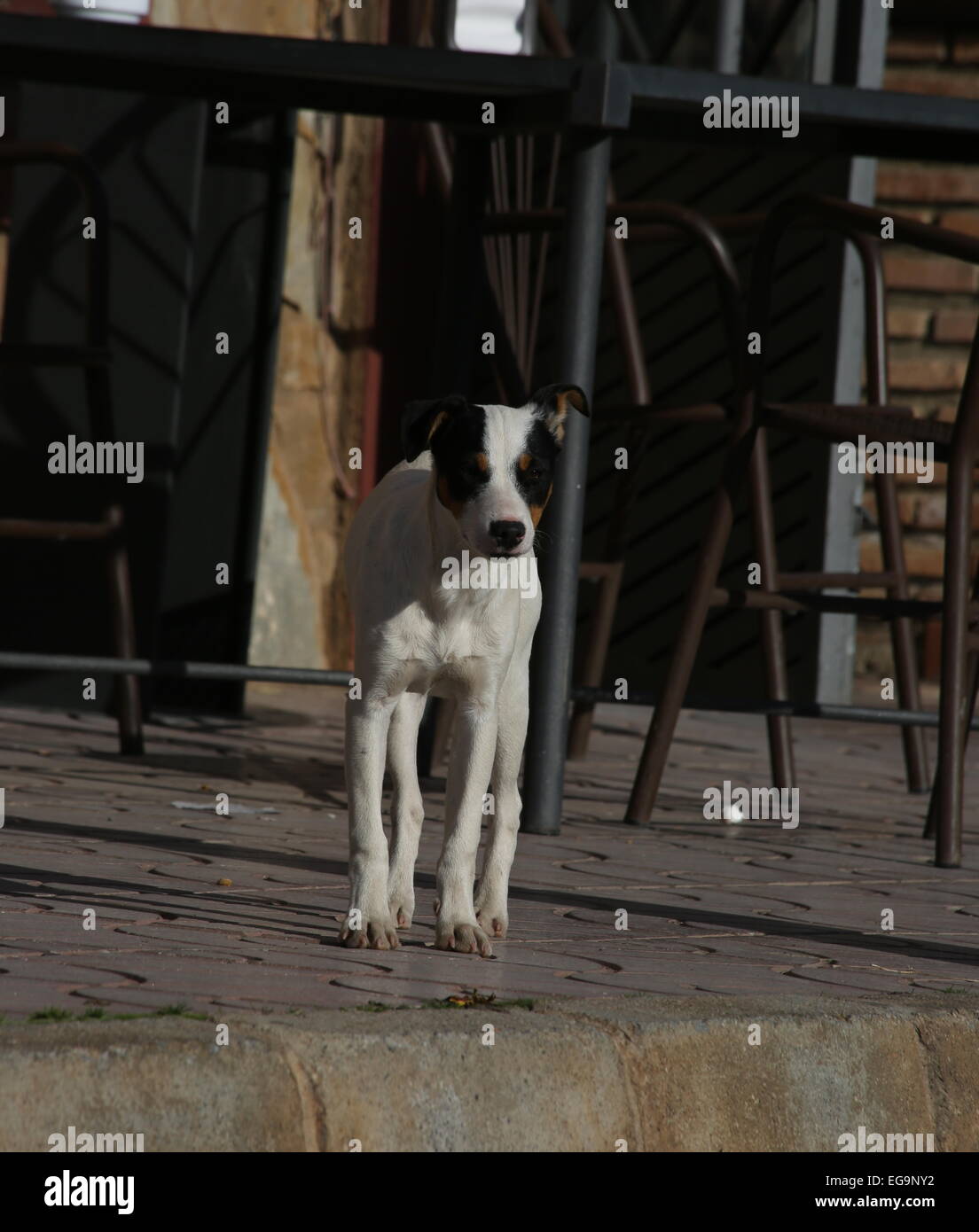 Cafe, chien chien local café à l'extérieur de l'andalousie sierra nevada Banque D'Images