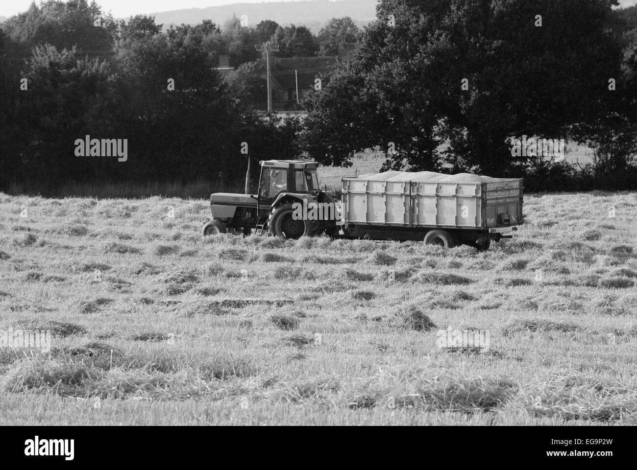 Tracteur avec une remorque pleine de grain dans le champ au moment de la récolte - traitement monochrome Banque D'Images