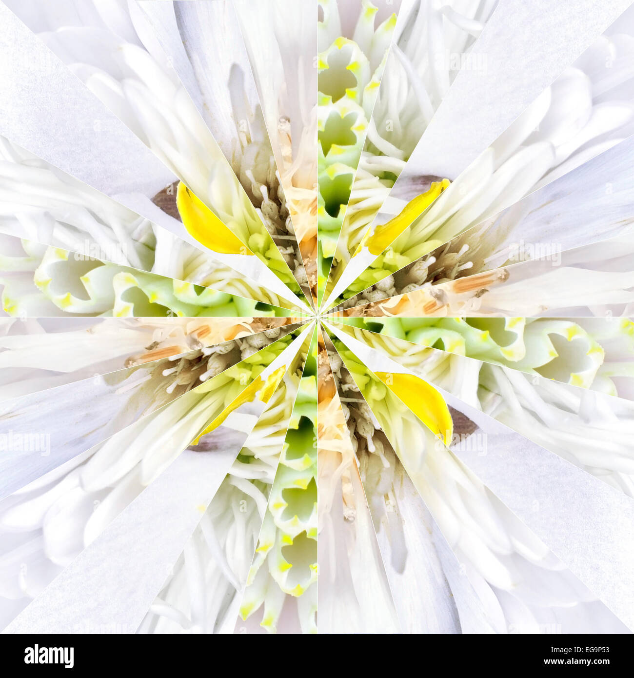 Fleur blanche faite de collage symétrique du centre de collecte de différentes fleurs sauvages. Les pièces sont parfaitement symétrique divisé en 24 Banque D'Images