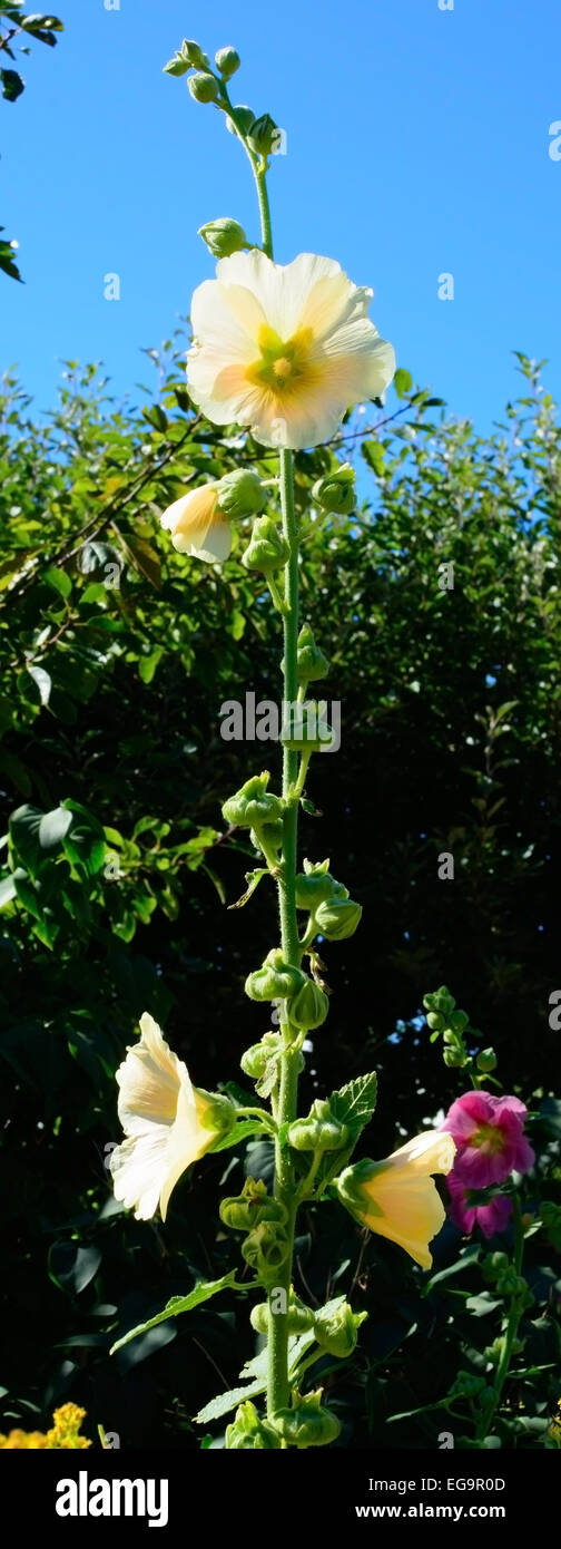 Fleur rose trémière jaune à l'extérieur à la fin de l'été jardin, Stockholm, Suède en août. Banque D'Images