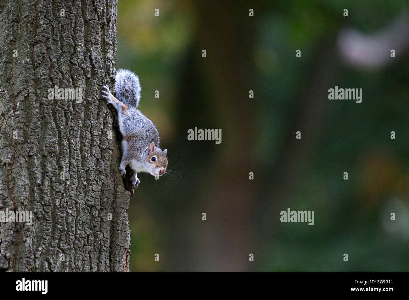 Bébé écureuil gris de l'arborescence. Richmond Park, Londres Banque D'Images