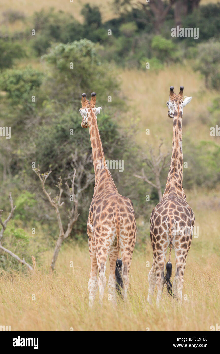 Rothschild rothschild Girafe (Giraffa camelopardalis), Murchinson Falls National Park, de l'Ouganda Banque D'Images