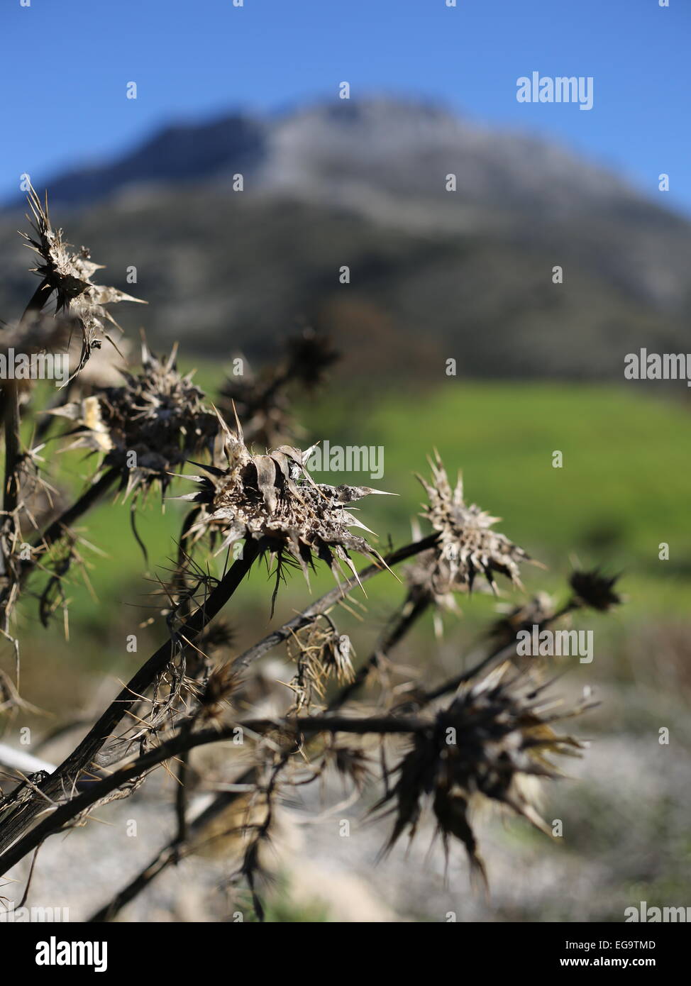 Fleurs sèches, paysage d'Andalousie Banque D'Images