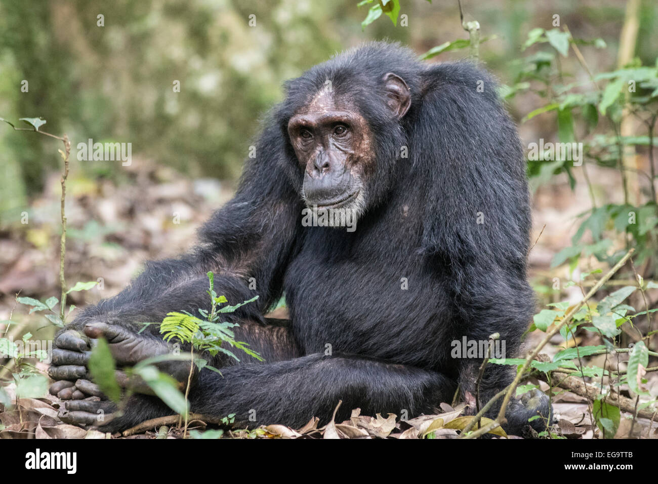 L'Est de chimpanzé (Pan troglodytes schweinfurthii), la forêt de Kibale, en Ouganda Banque D'Images