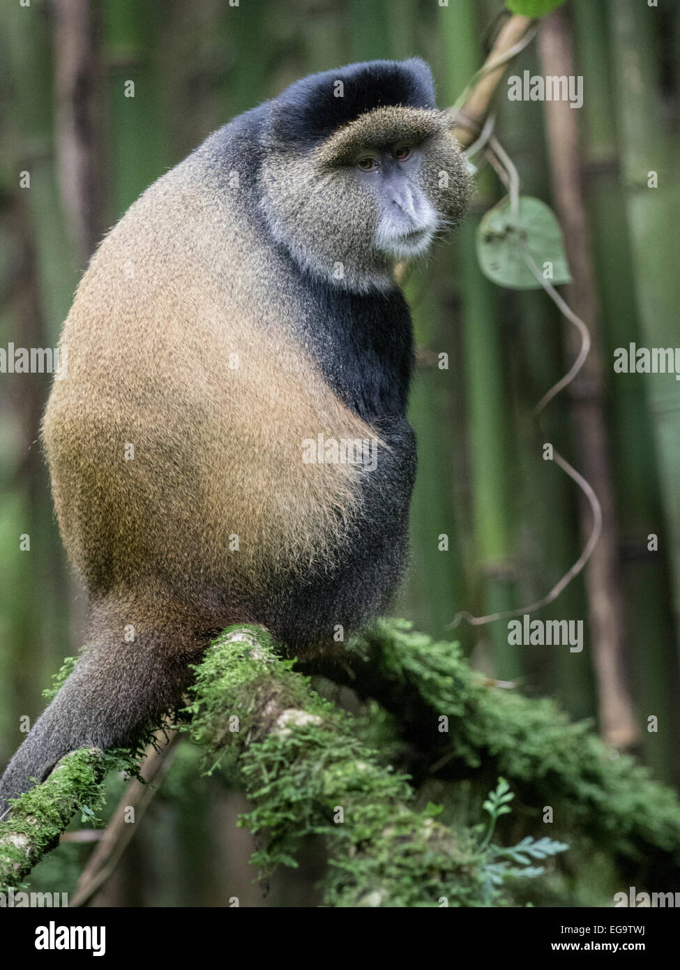 Le singe doré (Cercopithecus kandti), Parc National de Mgahinga gorille de montagne, l'Ouganda Banque D'Images