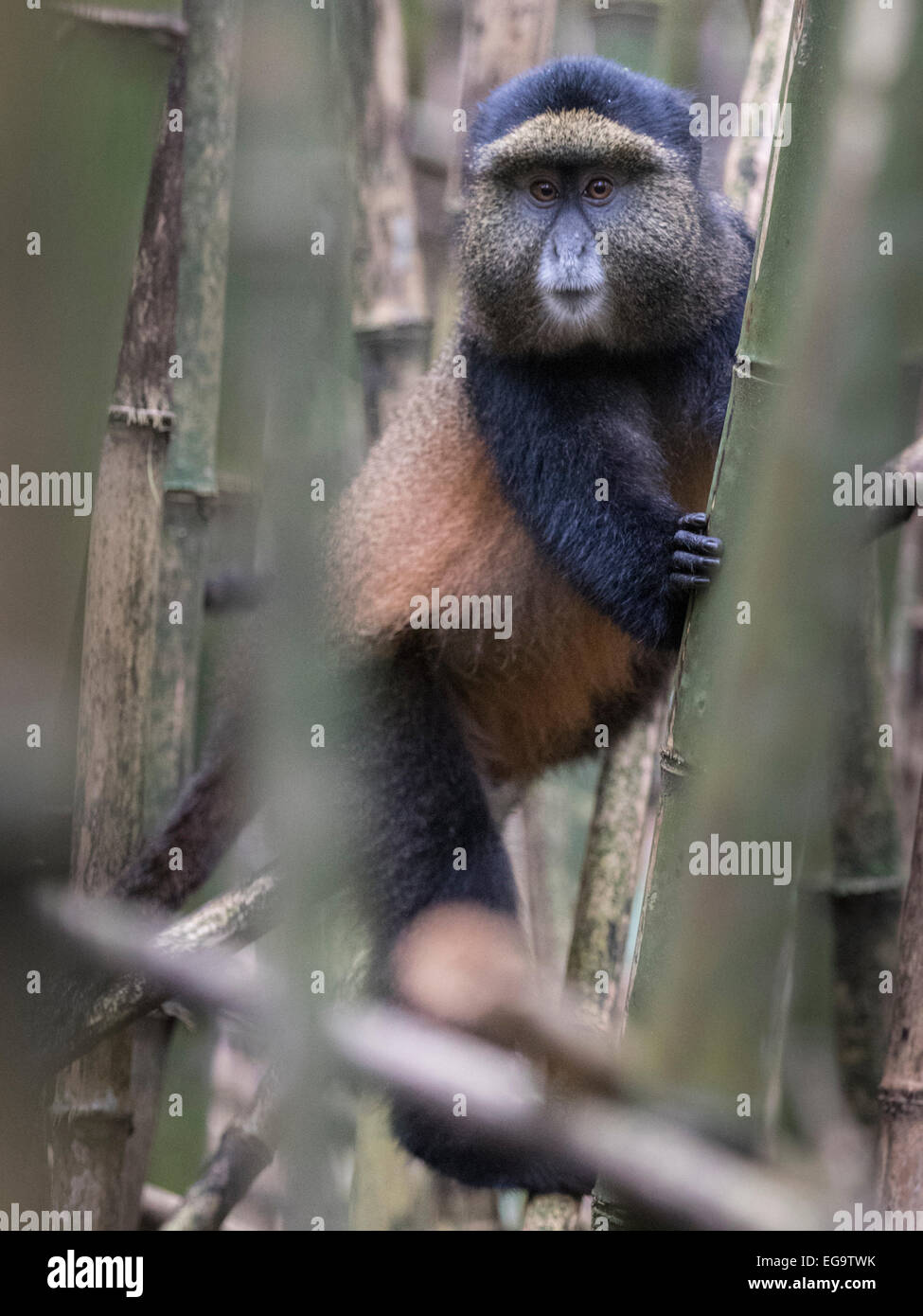 Le singe doré (Cercopithecus kandti), Parc National de Mgahinga gorille de montagne, l'Ouganda Banque D'Images