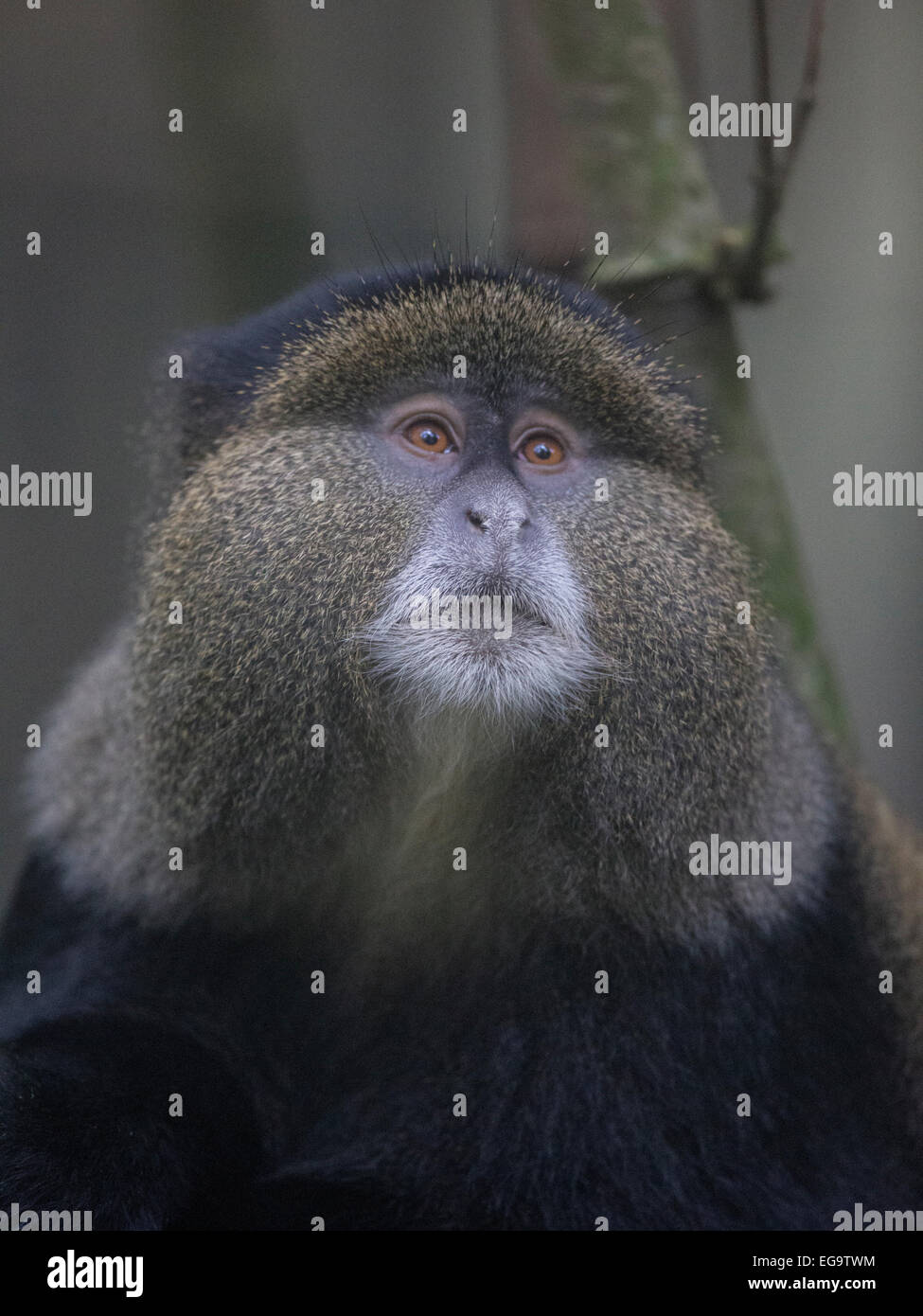 Le singe doré (Cercopithecus kandti), Parc National de Mgahinga gorille de montagne, l'Ouganda Banque D'Images