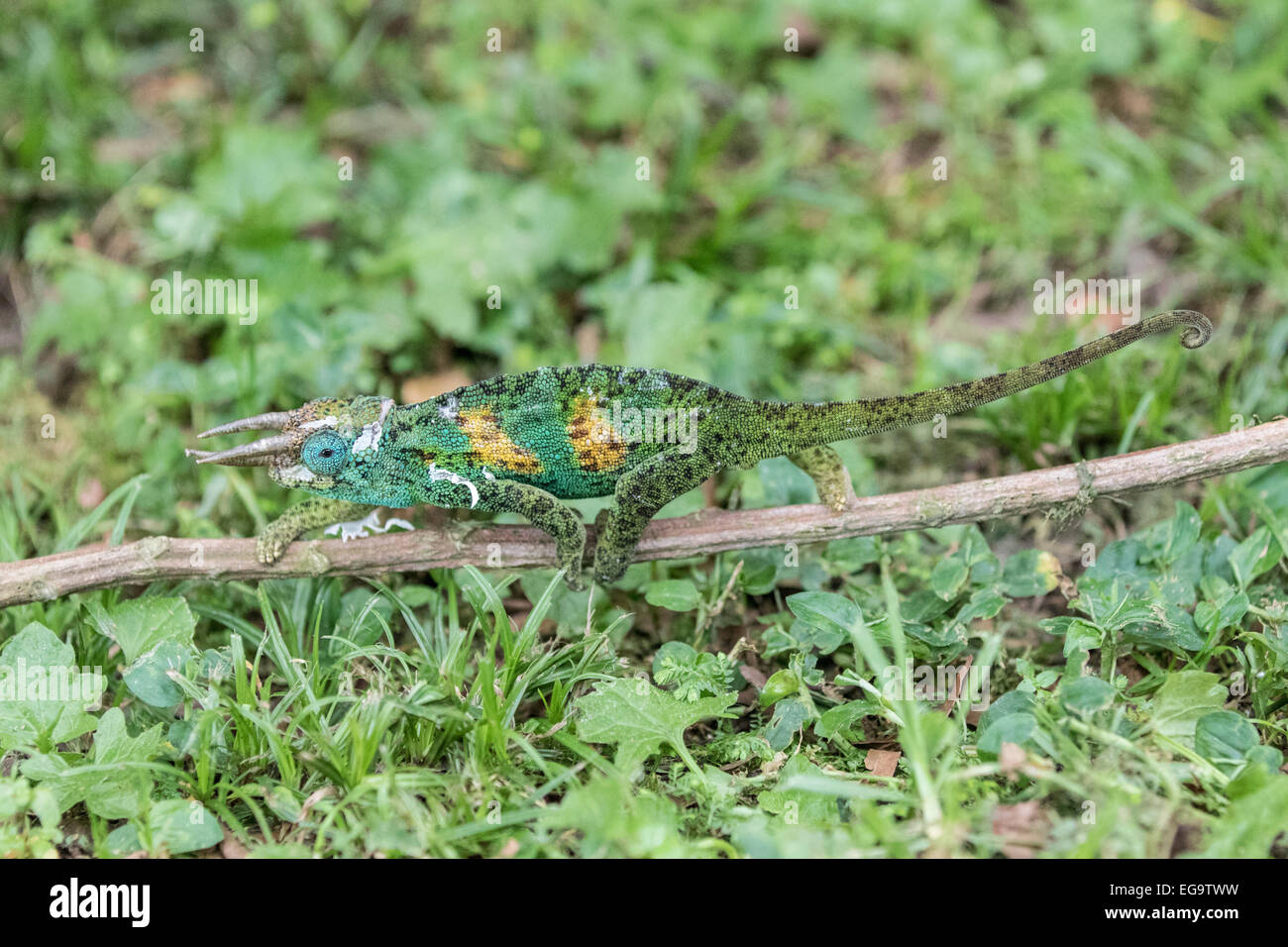 Homme Jackson's chameleon (Trioceros jacksonii,), le Parc National de la Forêt impénétrable de Bwindi, en Ouganda Banque D'Images