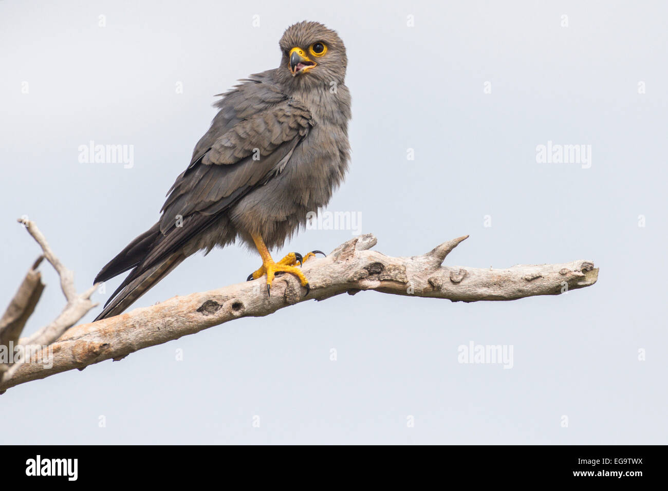 Gray crécerelle (Falco ardosiaceus), Murchinson Falls National Park, de l'Ouganda Banque D'Images