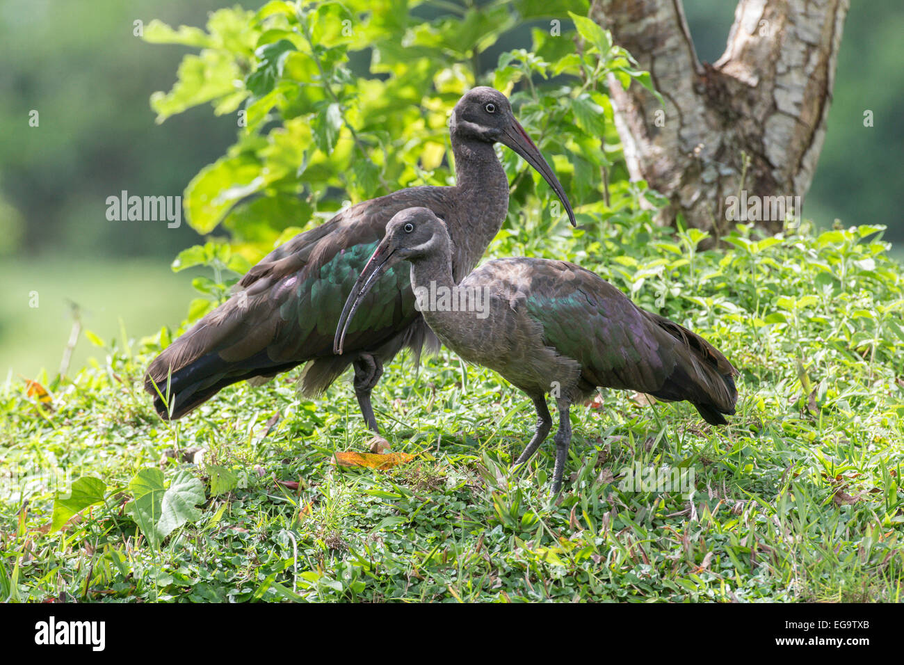 Homme et femme hagedasch Ibis hagedash (Bostrychia Bigodi Wetland), Ouganda, Banque D'Images