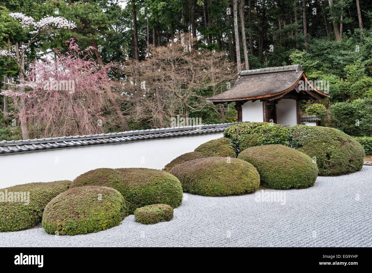 Kyoto, Japon. Shoden-ji temple bouddhiste zen au printemps. Dans les azalées clippé kare-sansui jardin sec (gravier) Banque D'Images