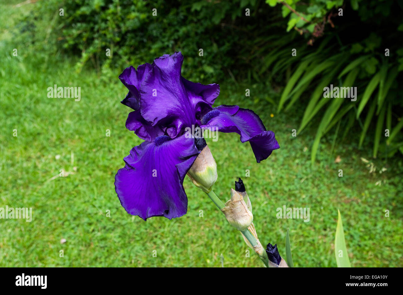 Pourpre simple iris barbus de plus en jardin. Banque D'Images Pourpre simple iris barbus de plus en jardin. Banque D'Images