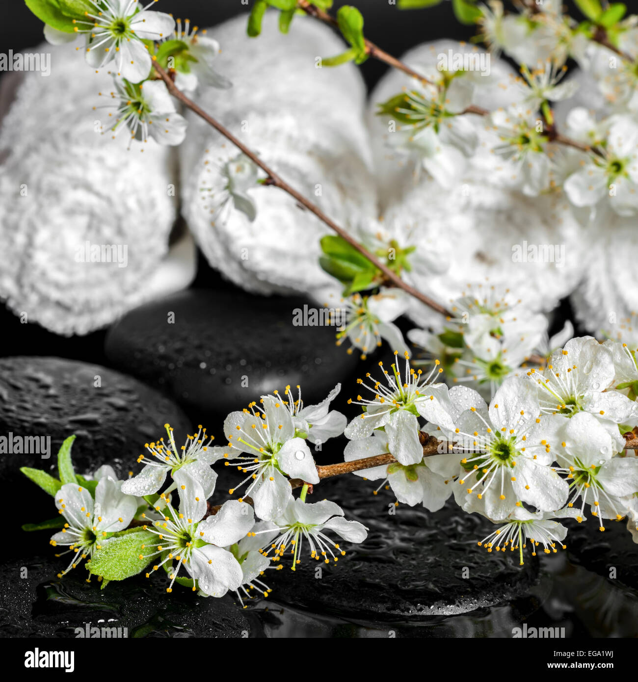 Concept Spa zen de pierres, de prune, de rameau en fleurs blanches moelleuses, gros plan Banque D'Images