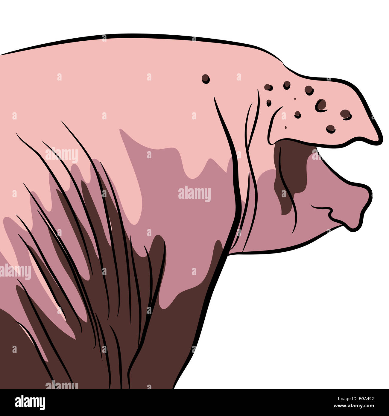 Une image d'un cochon. Banque D'Images Une image d'un cochon. Banque D'Images