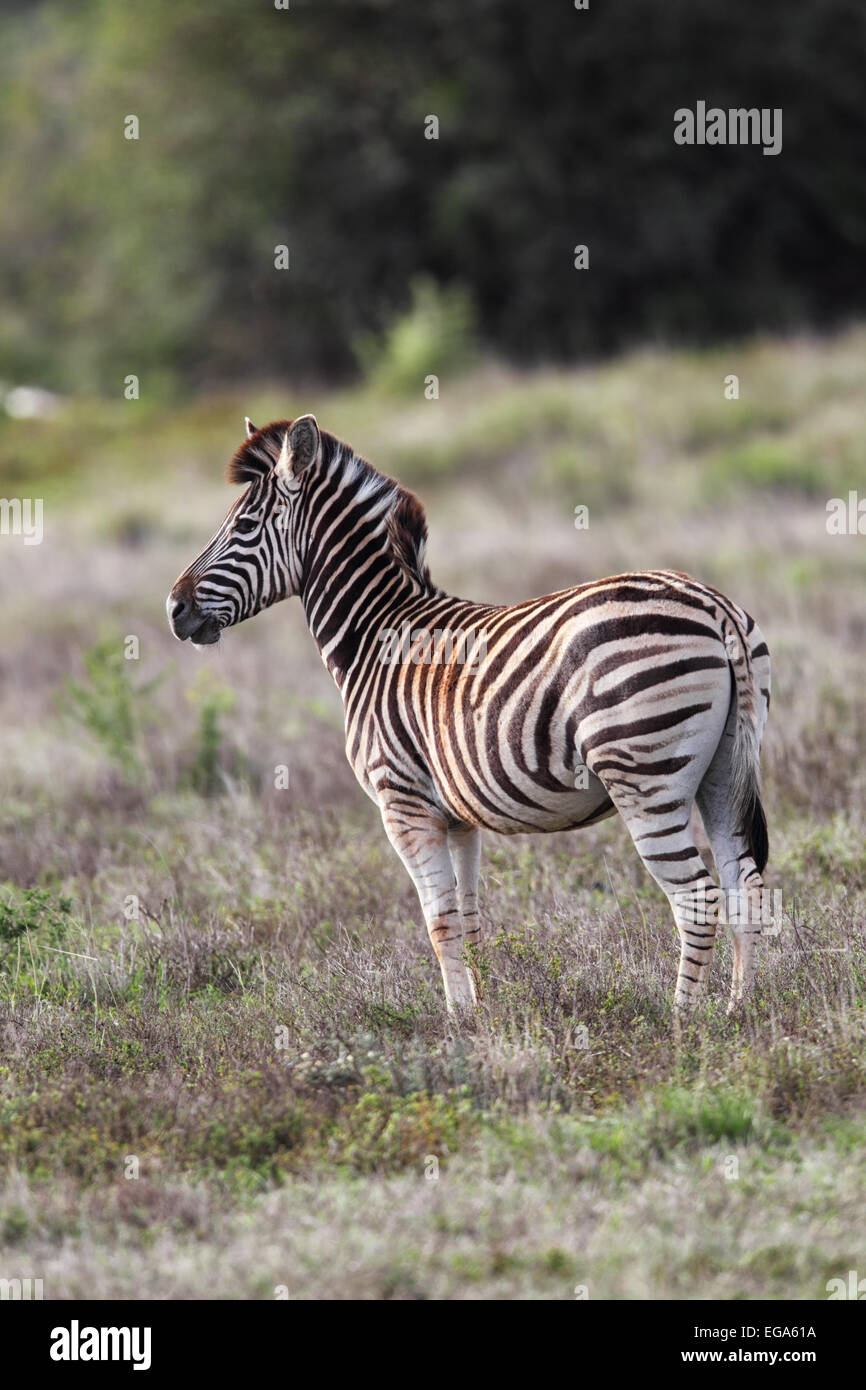 Zèbre des plaines (Equus quagga) dans l'Amakhala Game Reserve, Eastern Cape, Afrique du Sud. Banque D'Images