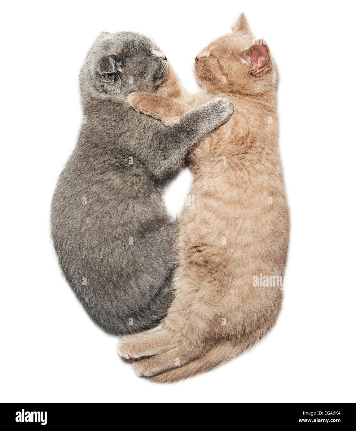 Deux chatons Scottish Fold hugging dormir isolé sur fond blanc Banque D'Images