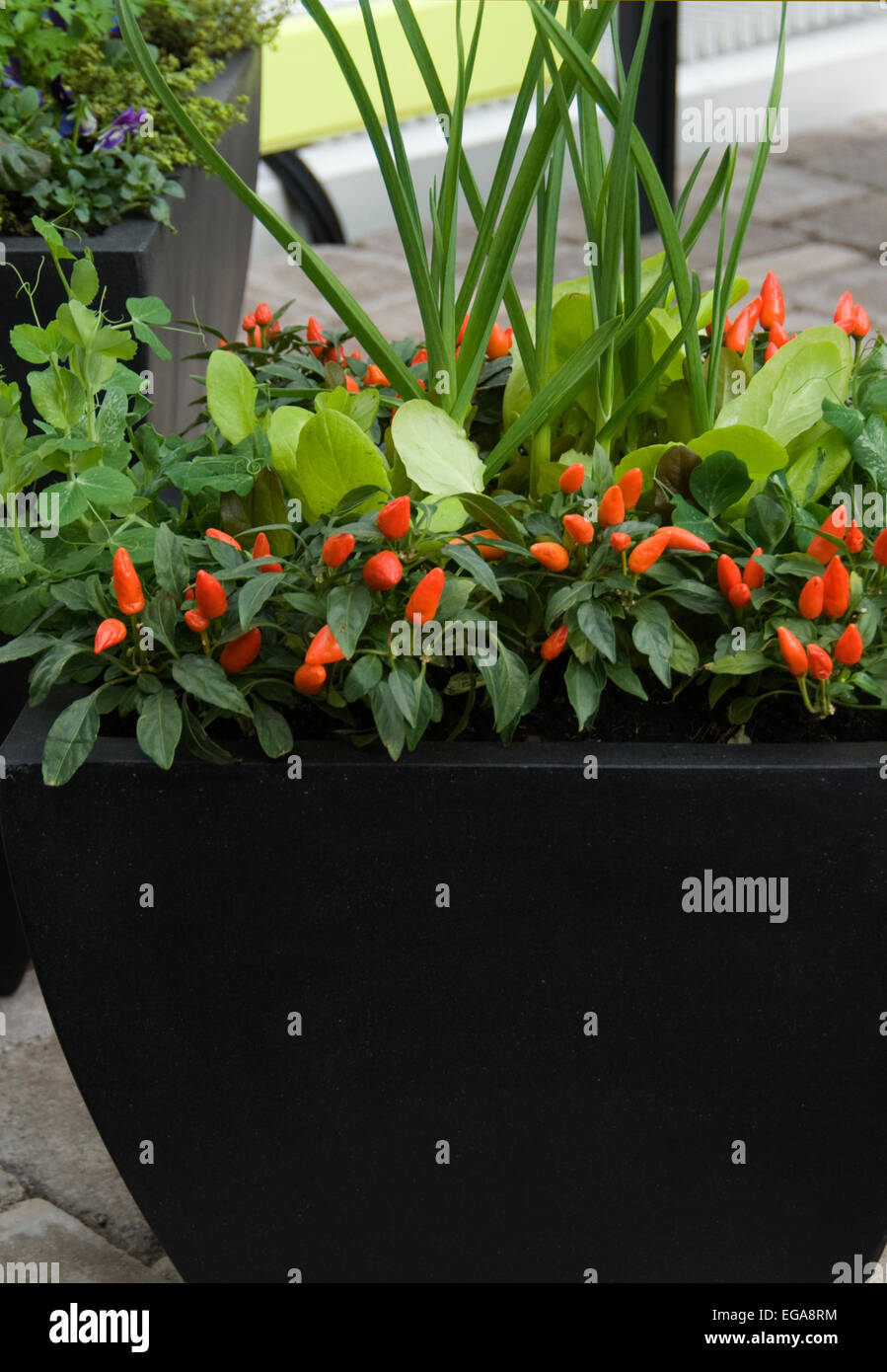 Poivre d'ornement ; plantes ornementales plantes poivre , Capsicum Banque D'Images