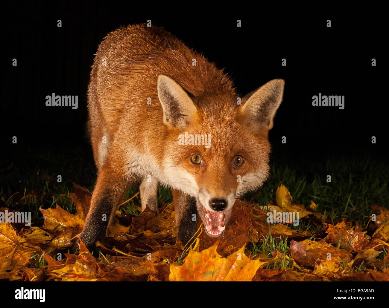 Red Fox photo de nuit Banque D'Images