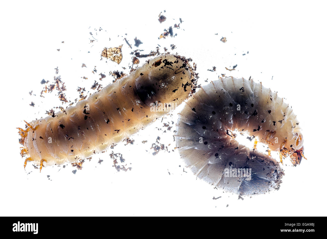 Les larves de coléoptères translucide Banque D'Images