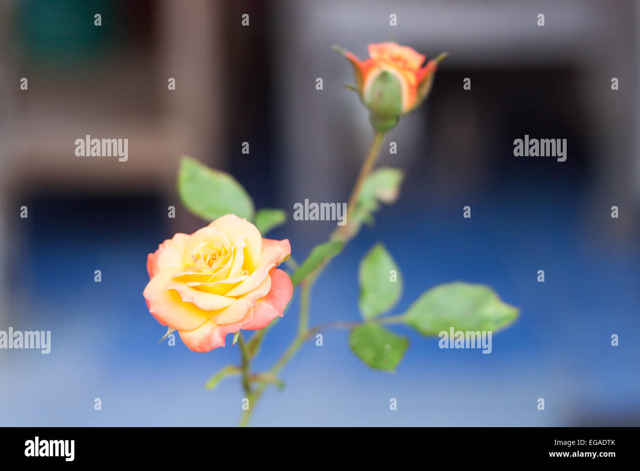 De plus en plus rose orange dans le jardin, stock photo Banque D'Images