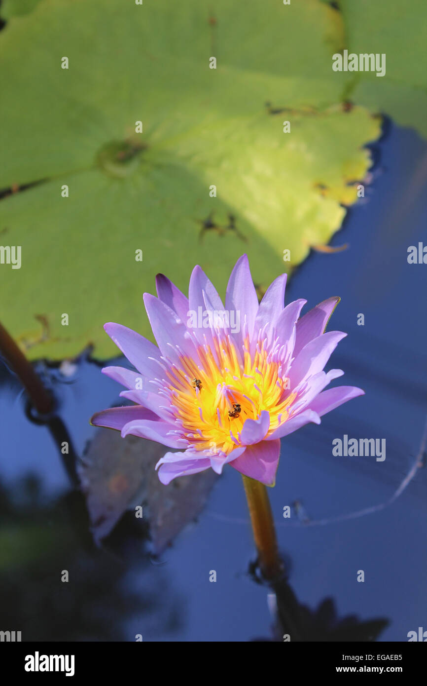 Un lotus bleu fleuri dans un étang Banque D'Images