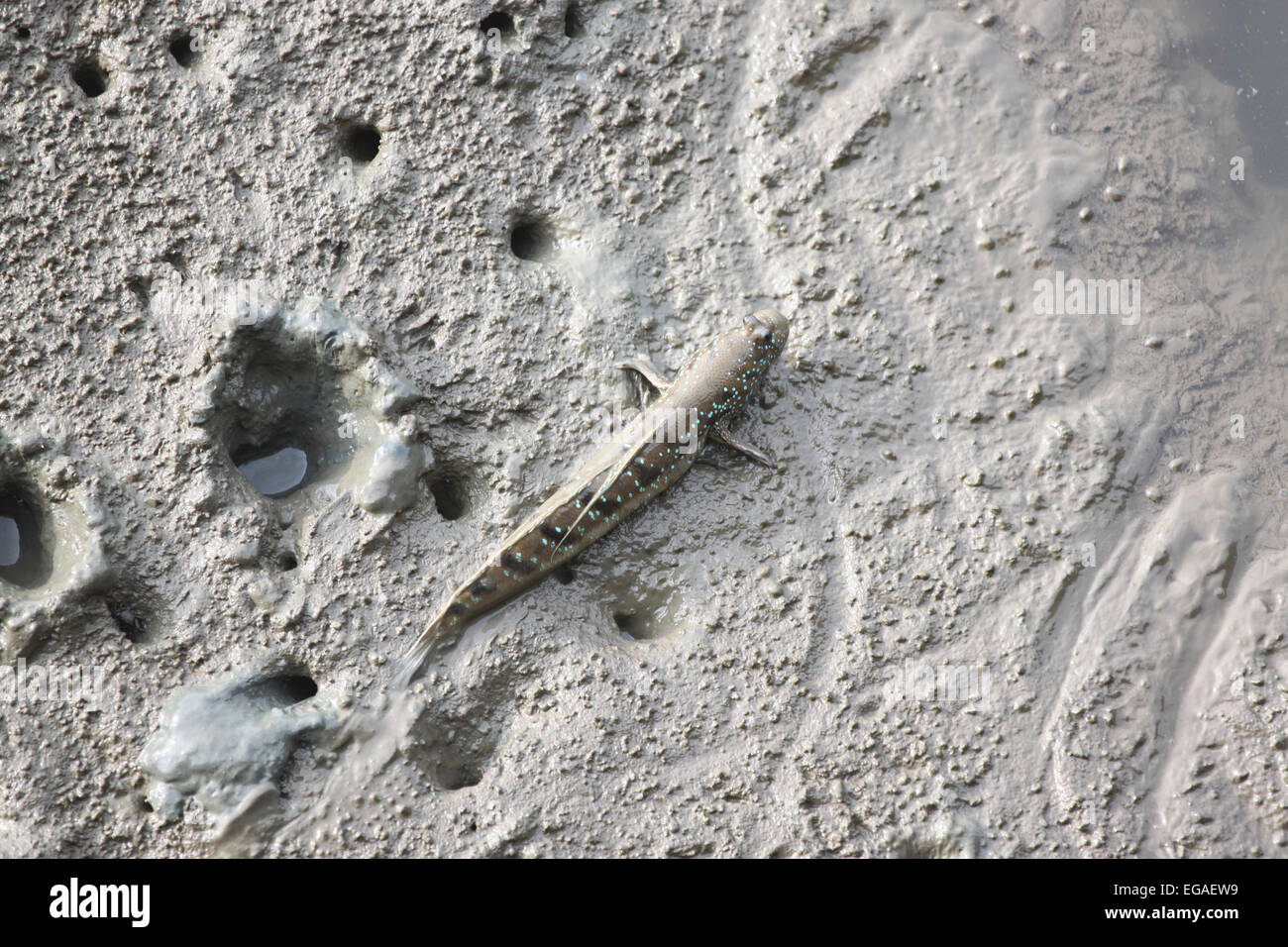 Mudskipper dans la forêt de mangrove de l'Asie la Thaïlande. Banque D'Images