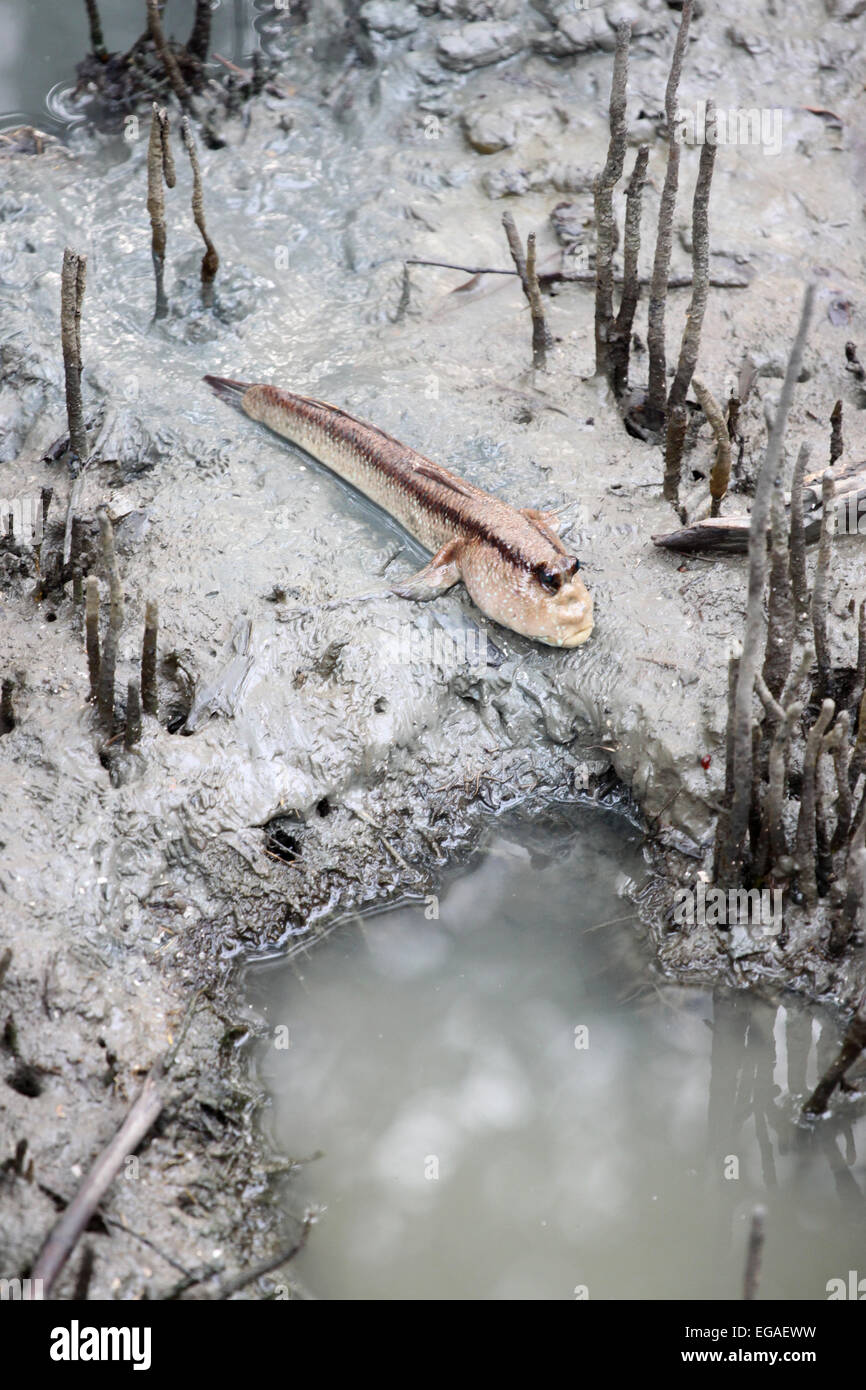 Mudskipper dans la forêt de mangrove de l'Asie la Thaïlande. Banque D'Images