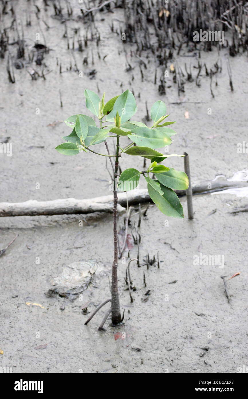 Propagée pour arbres de mangrove sur la zone côtière. Banque D'Images