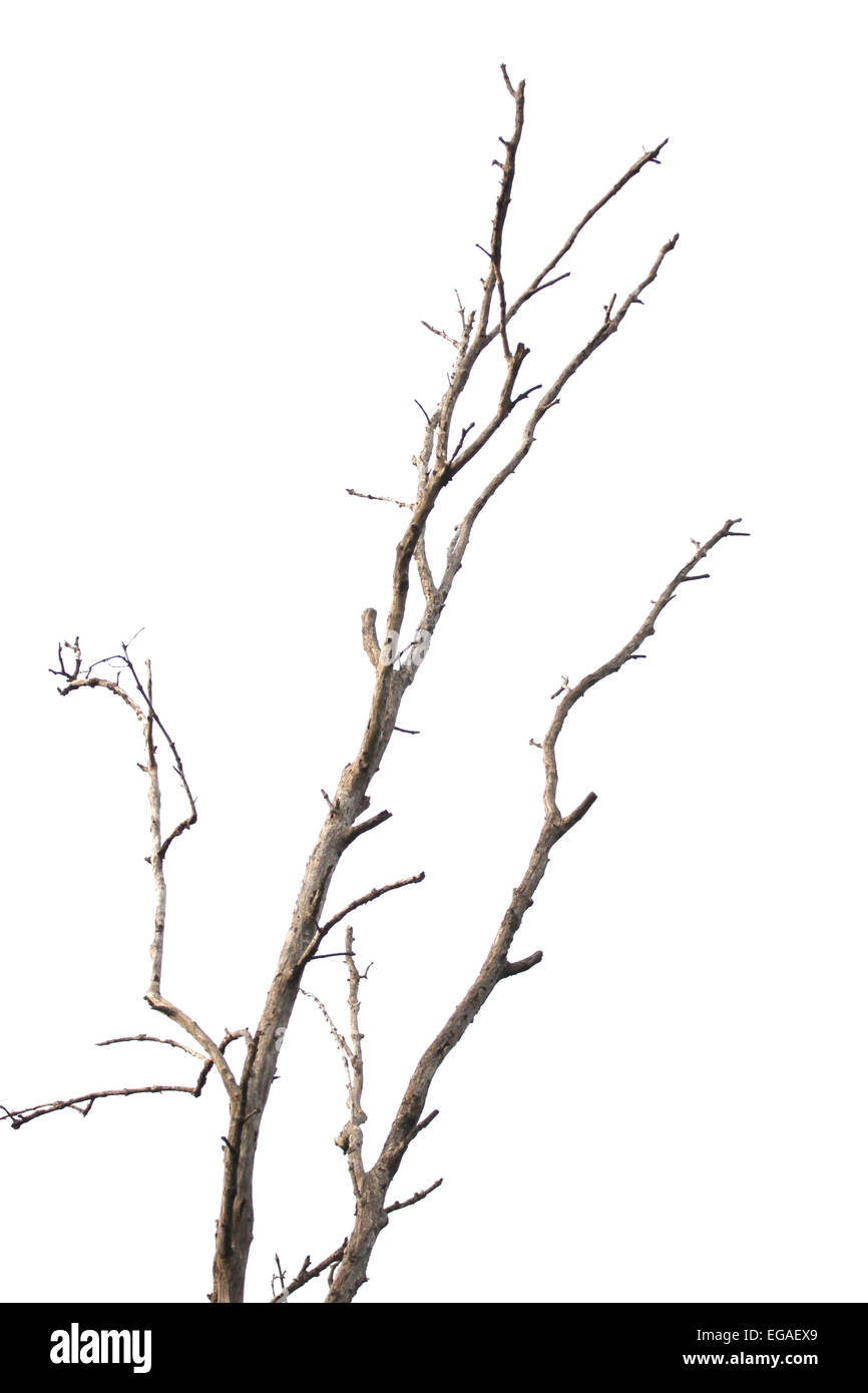 La mort, l'arbre isolé sur fond blanc. Banque D'Images