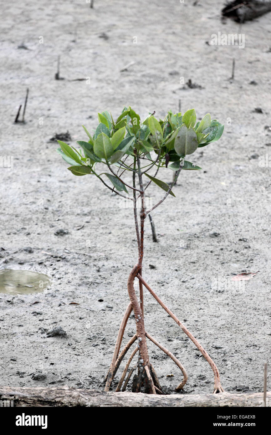 Propagée pour arbres de mangrove sur la zone côtière. Banque D'Images