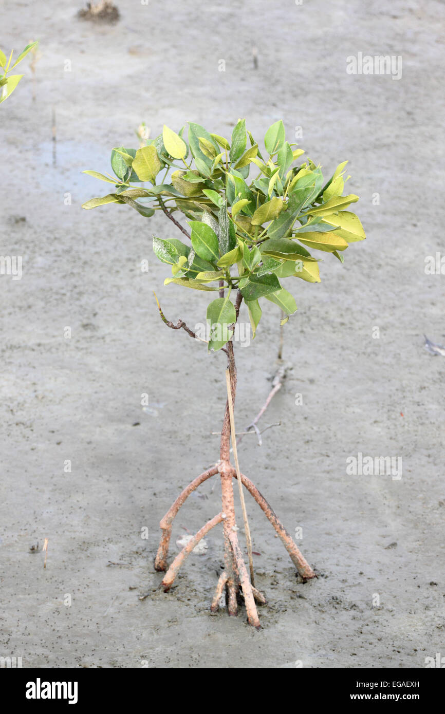 Propagée pour arbres de mangrove sur la zone côtière. Banque D'Images