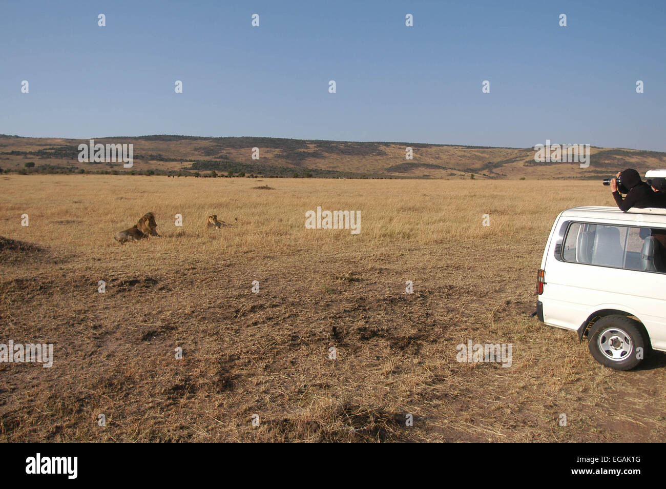 Les touristes de prendre des photos d'un homme lion à partir de leur minibus Banque D'Images