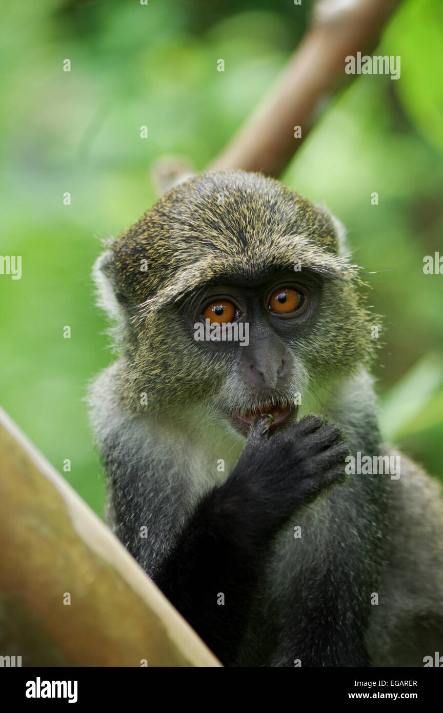 Zanzibar Sykes' monkey près de la forêt Jozani, Zanzibar Banque D'Images