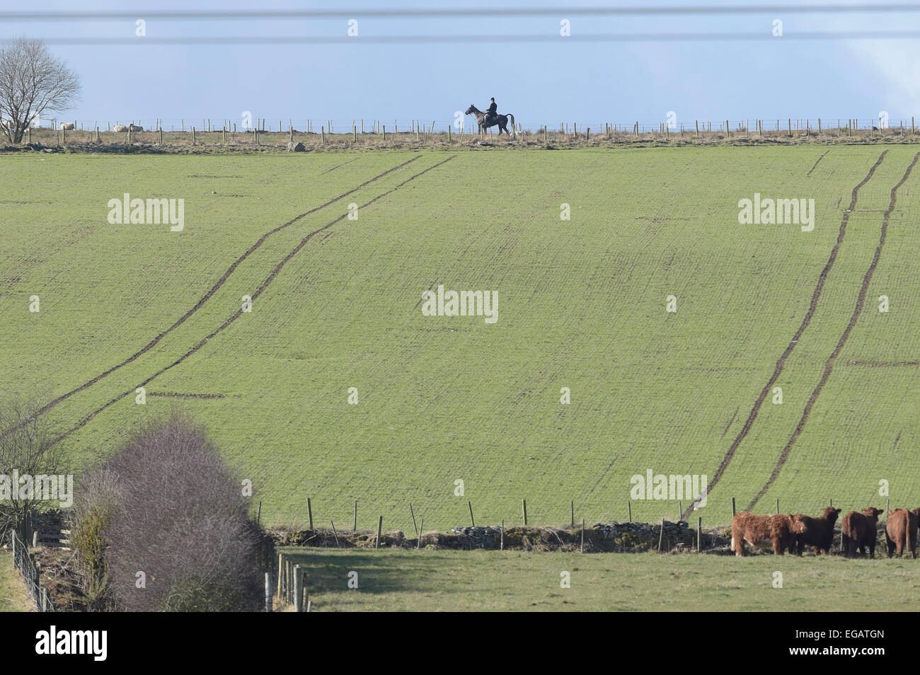 Bluecairn ferme, Galashiels/Lauder, UK. 21 Février, 2015. Lauderdale Lauderdale Hunt Chasseur et chien, sur un glorieux samedi matin ensoleillé, le 21 Mar 2015, école de Bluecairn Farm, près de Galashiels dans les Scottish Borders avec le Lauderdale Hunt. Crédit : Rob Gray/Alamy Live News Banque D'Images