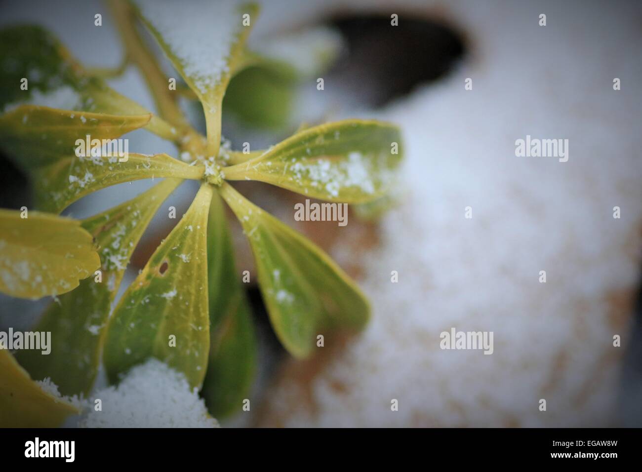Plante feuillue dans la neige Banque D'Images
