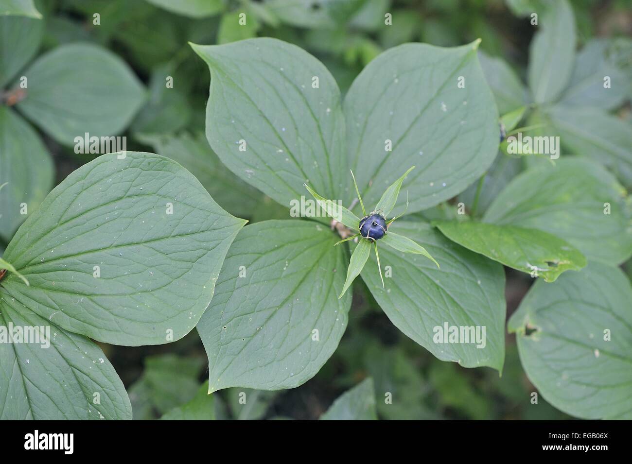 Herb Paris - vrai-Lover's Knot (Paris quadrifolia) dans les fruits Banque D'Images