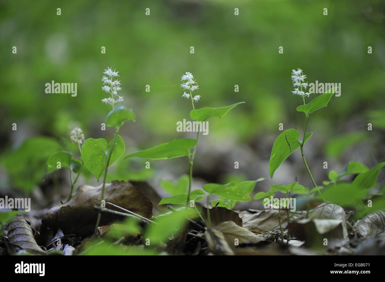 Faux Le Muguet - Mai Lily (Maianthemum bifolium) Printemps - Belgique Banque D'Images