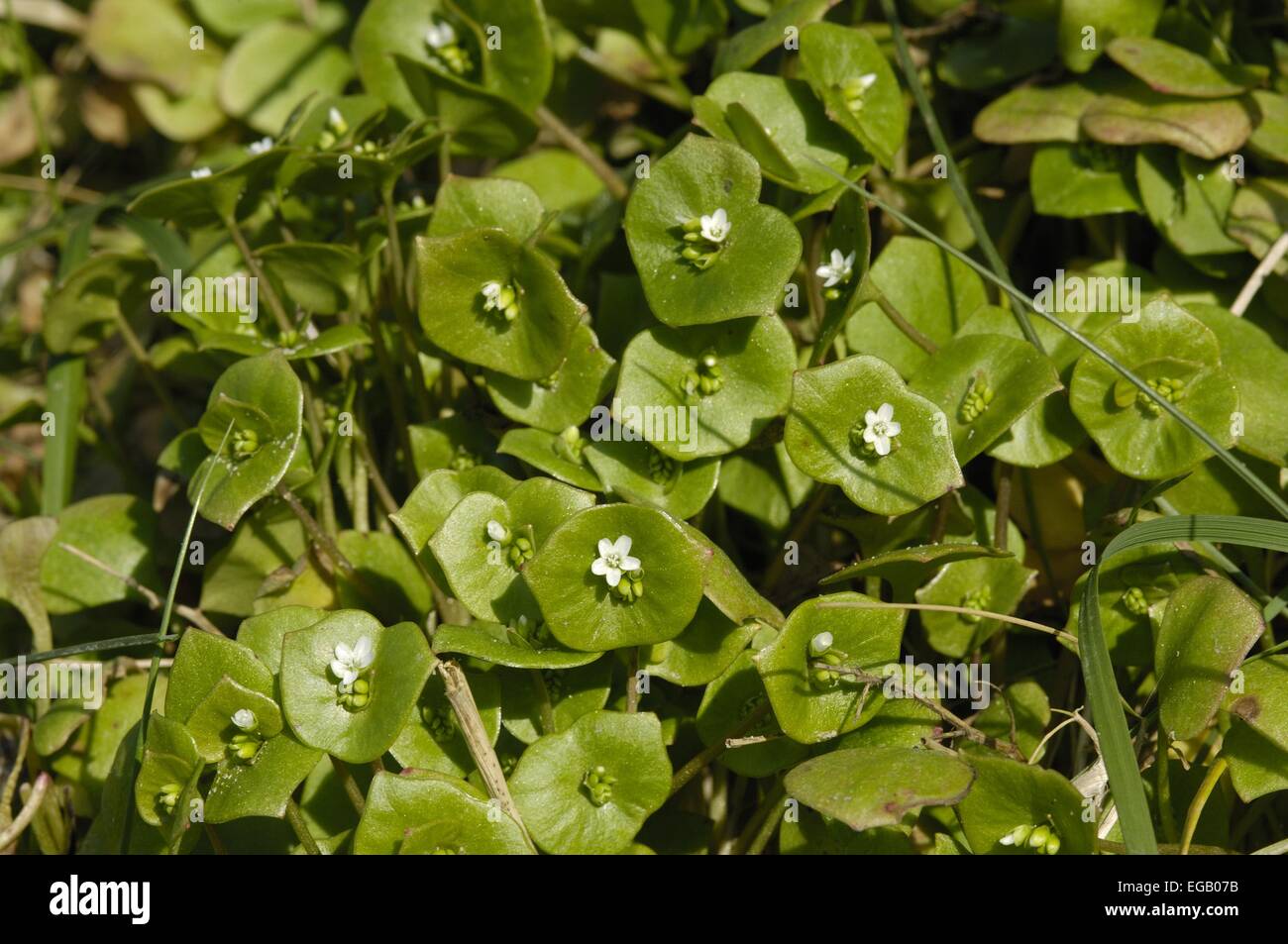 Beauté - Printemps - Hiver Laitue de mineur, le pourpier - Indian Lettuce (Claytonia perfoliata chez - le Montia perfoliata chez floraison) Banque D'Images