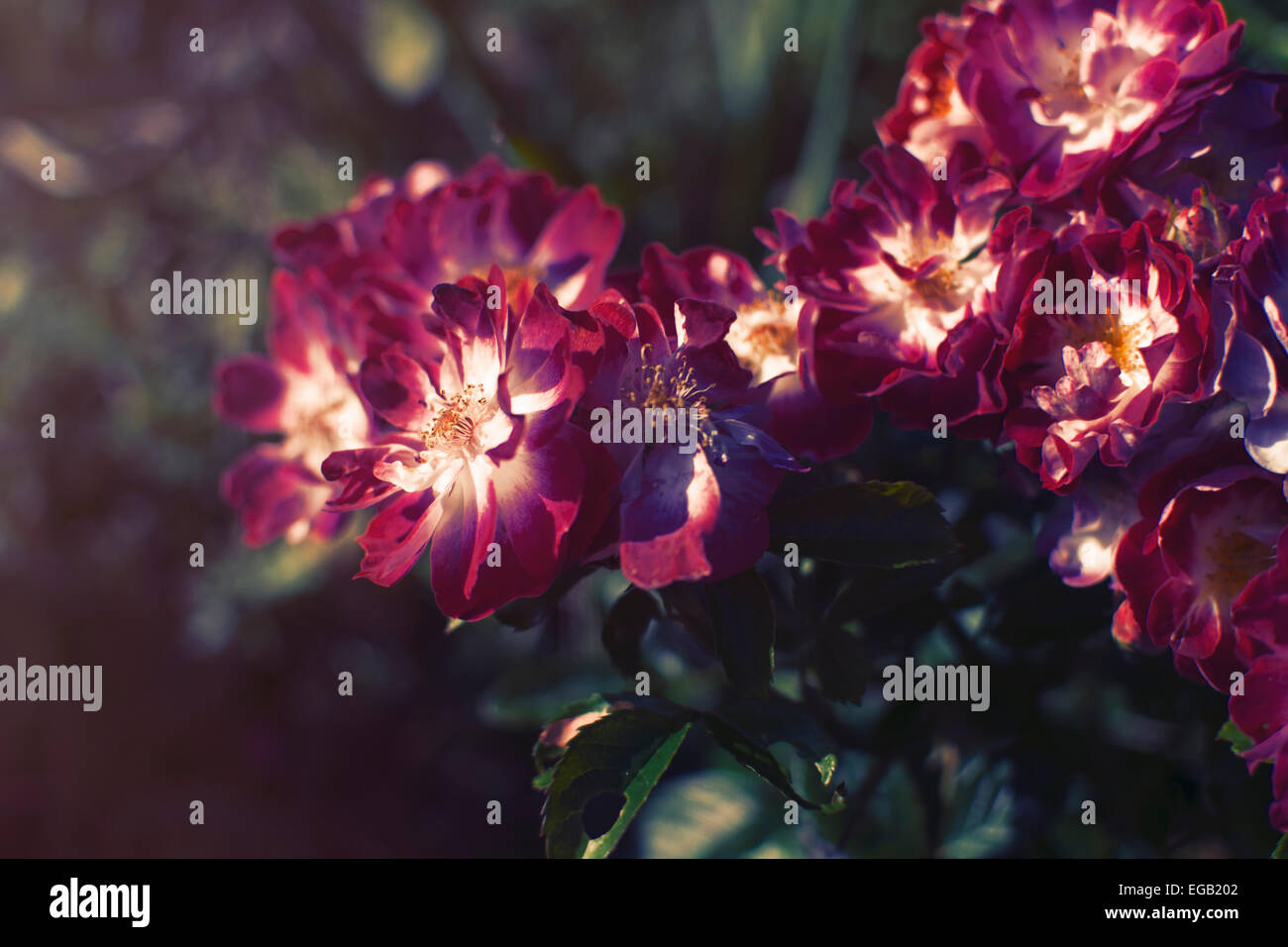 Fleurs de mauve / rouge Banque D'Images