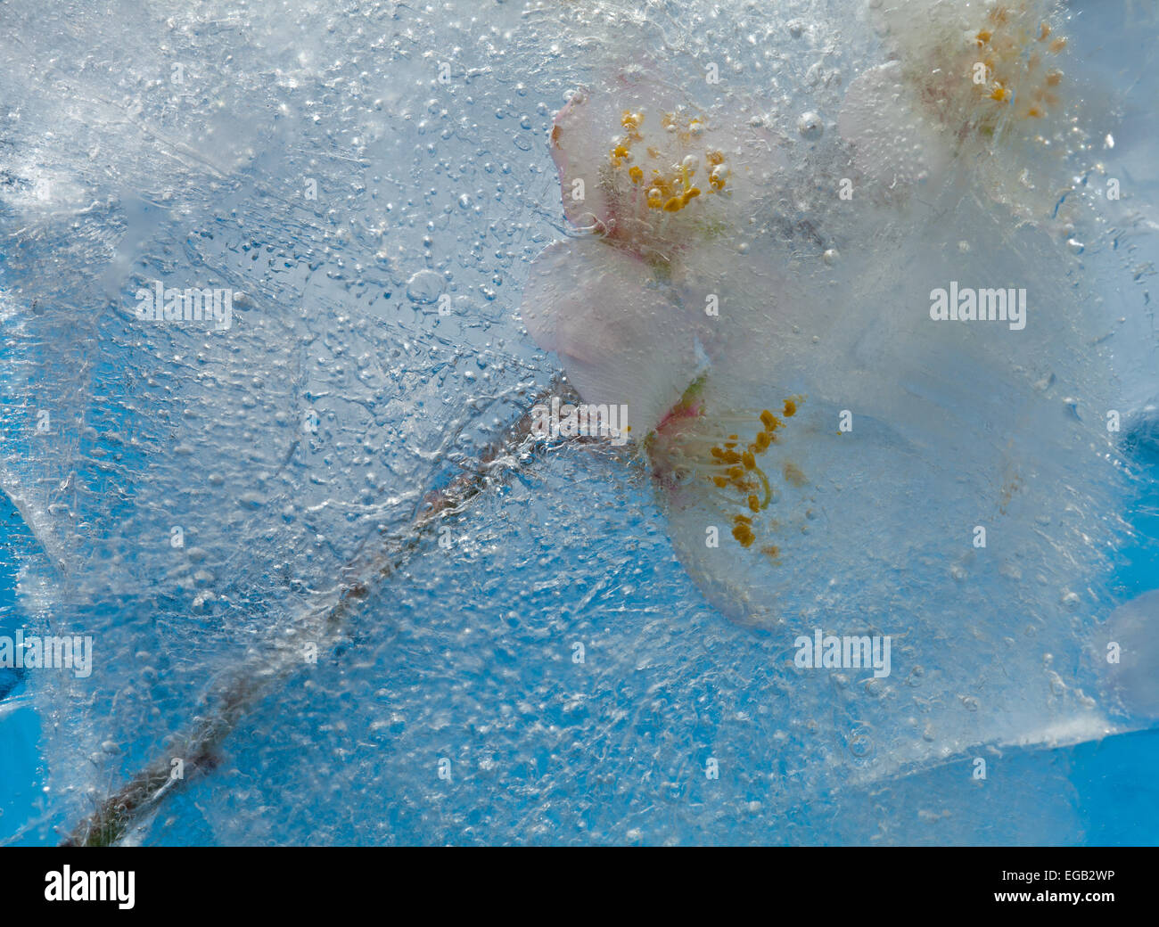 Flore - fleurs d'amandier congelé dans un bloc de glace Banque D'Images