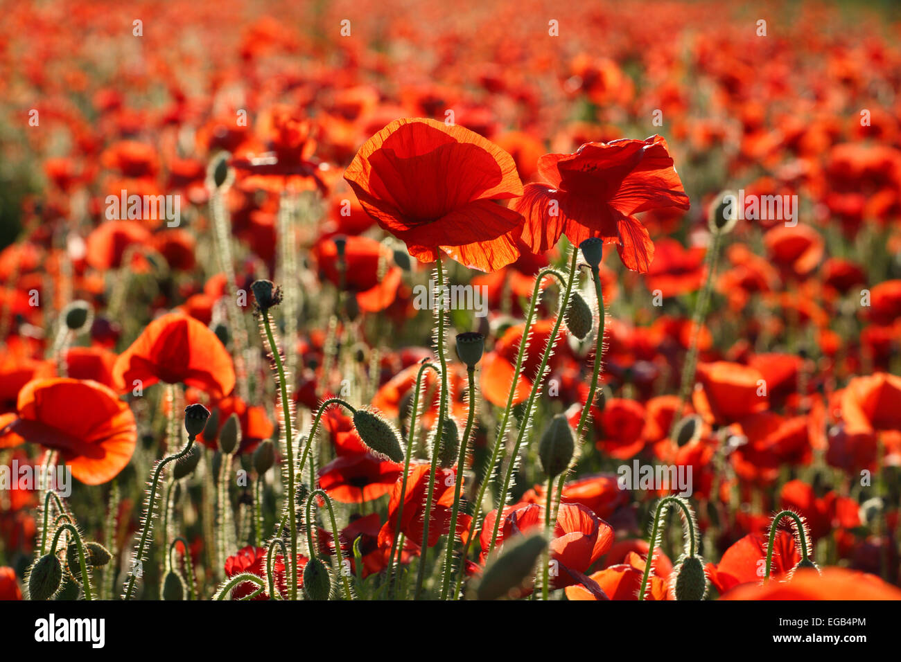 Coquelicots Banque D'Images