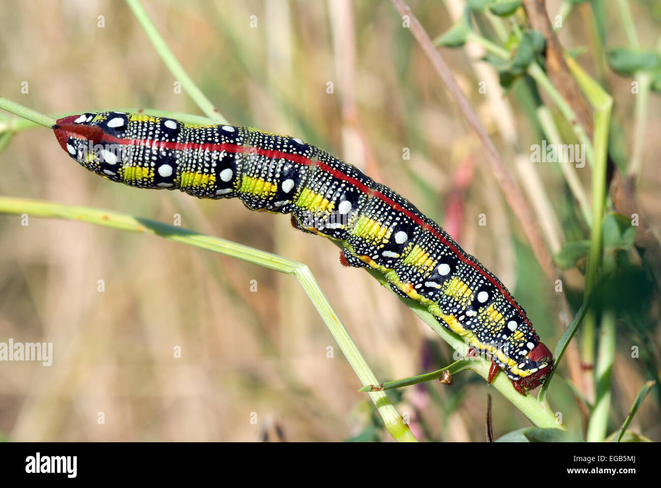 Sphynx de l'Euphorbe ésule,caterpillar (Hyles euphorbiae), Lazio, Italie Banque D'Images