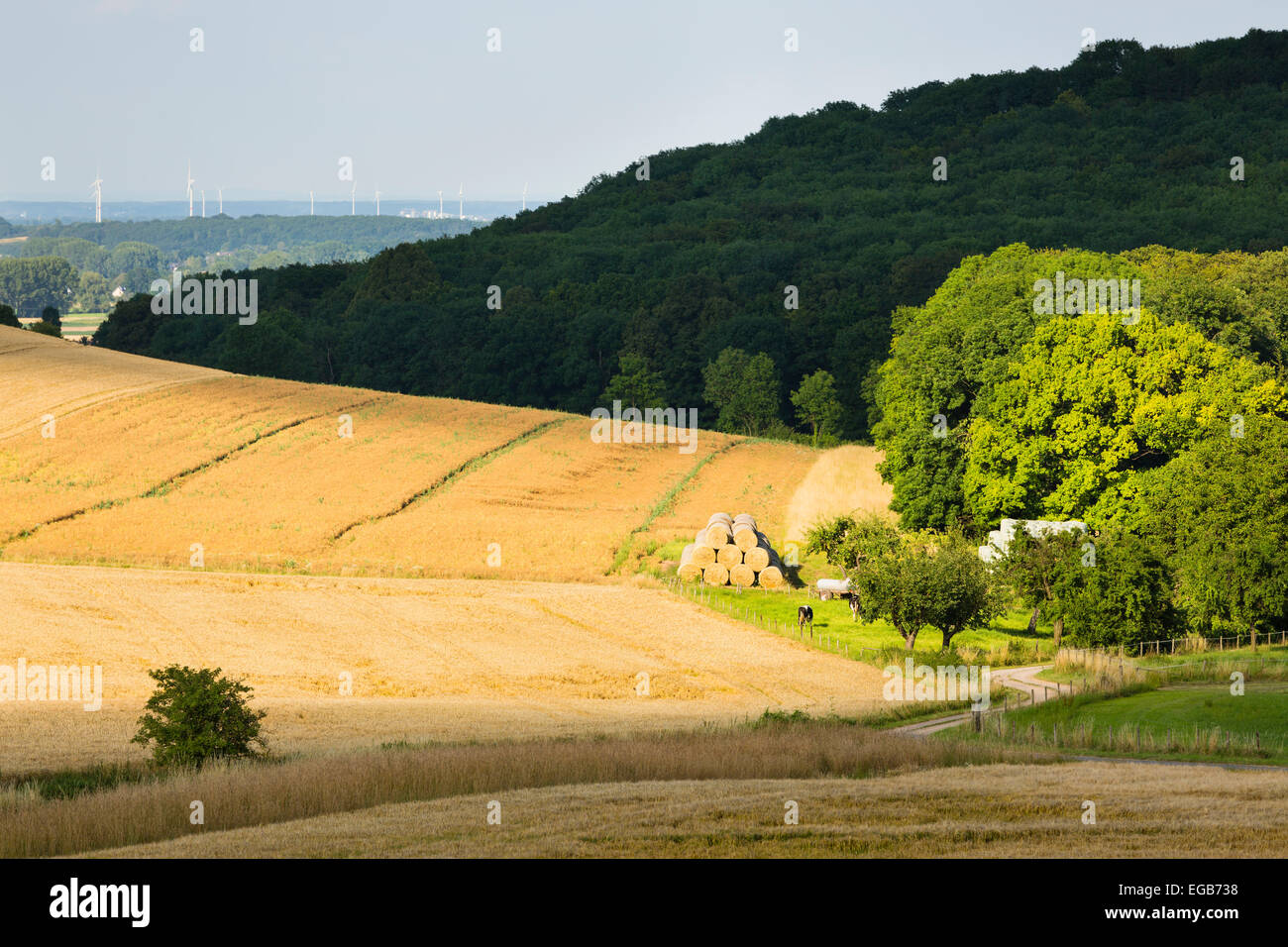 Les champs de seigle d'or dans la belle lumière sur les collines au nord de l'Eifel en Allemagne avec quelques vaches dans la vallée et le vent turbi Banque D'Images