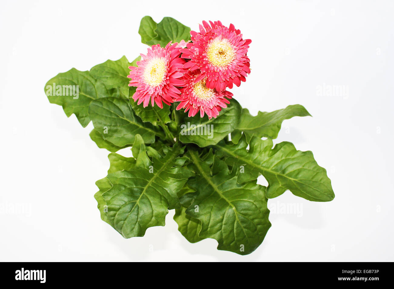 Plante à fleurs gerbera jaune rouge Banque D'Images