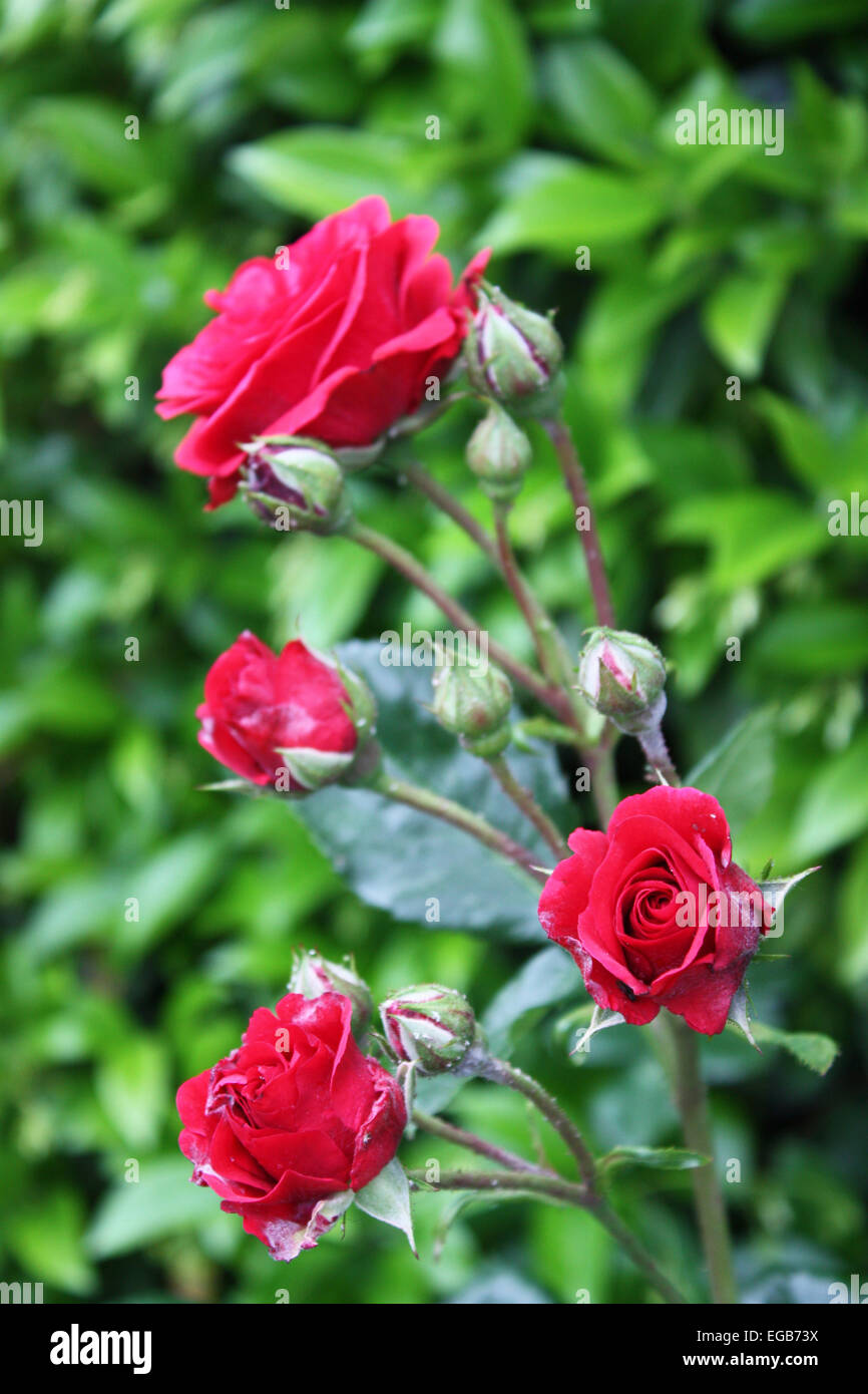 Rose rouge fleurs et bourgeons plante Banque D'Images