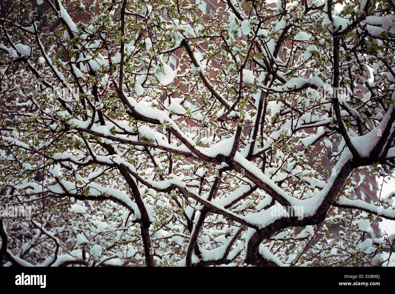 Arbre couvert de neige le 12 avril 2003 lors d'une tempête de neige de printemps. (© Richard B. Levine) Banque D'Images